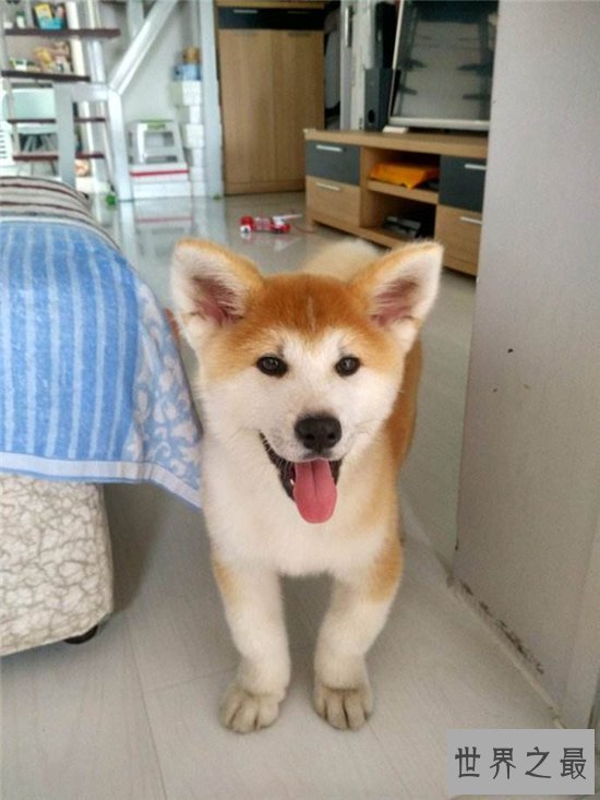 【图】柴犬和秋田犬的区别 八种方法教你鉴别柴犬和秋