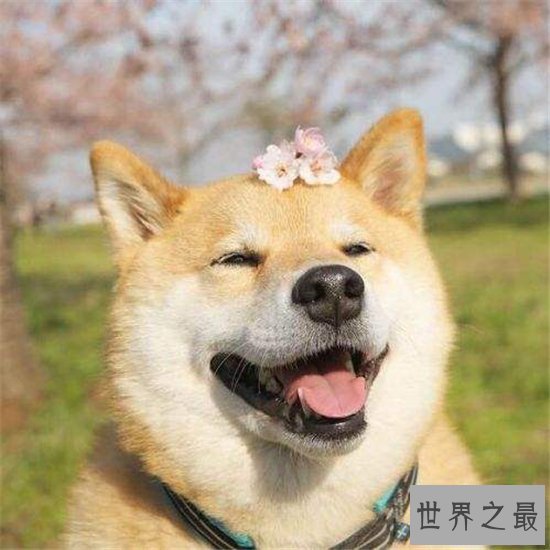 【图】柴犬和秋田犬的区别 八种方法教你鉴别柴犬和秋