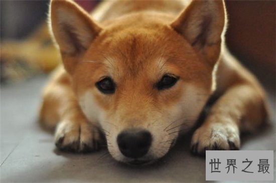 【图】柴犬和秋田犬的区别 八种方法教你鉴别柴犬和秋