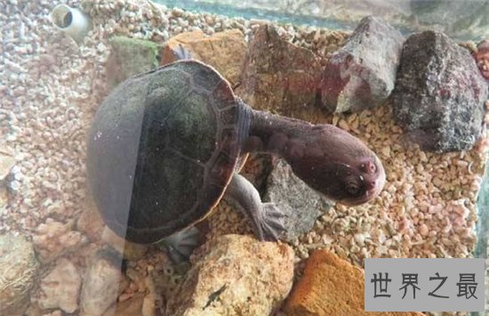 【图】巨蛇颈龟的四种饲养方法 只管长80厘米却只能活