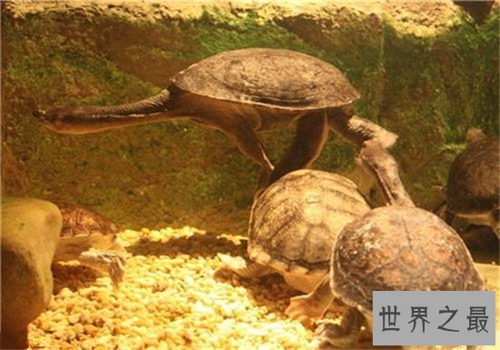 【图】巨蛇颈龟的四种饲养方法 只管长80厘米却只能活