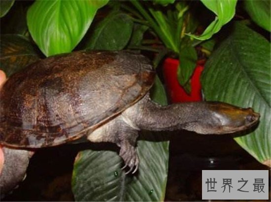 【图】巨蛇颈龟的四种饲养方法 只管长80厘米却只能活