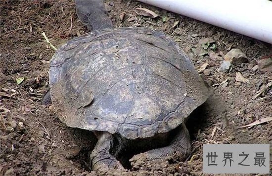 【图】巨蛇颈龟的四种饲养方法 只管长80厘米却只能活