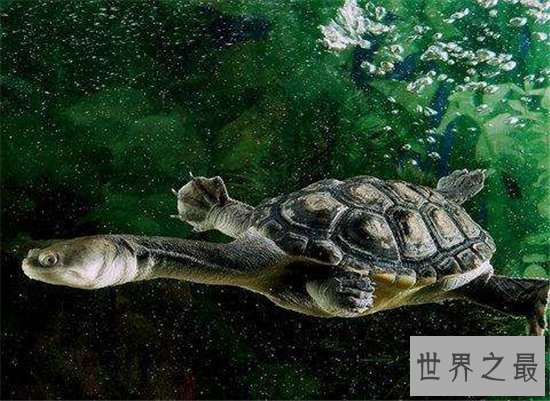【图】巨蛇颈龟的四种饲养方法 只管长80厘米却只能活