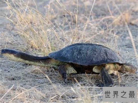 【图】巨蛇颈龟的四种饲养方法 只管长80厘米却只能活