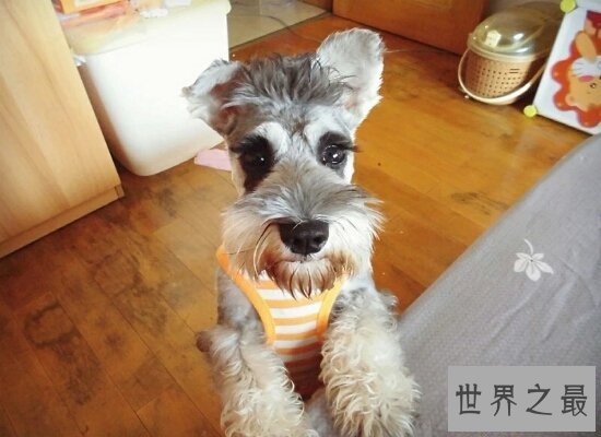 【图】最适宜家里饲养的小型犬品种排名 全都萌萌哒