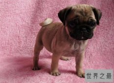 【图】最适合家里饲养的小型犬品种排名 全都萌萌哒