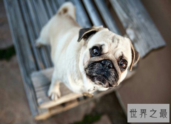 【图】最适宜家里饲养的小型犬品种排名 全都萌萌哒