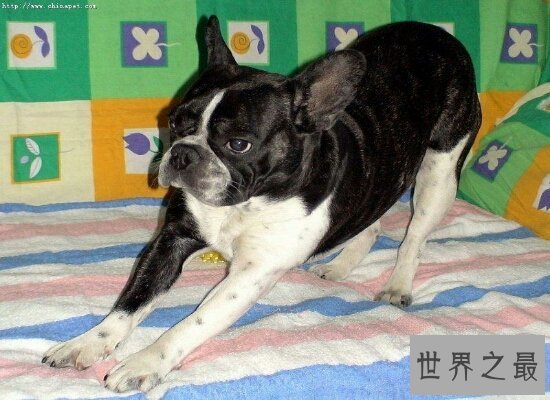 【图】最适宜家里饲养的小型犬品种排名 全都萌萌哒