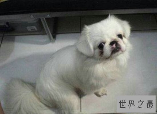 【图】最适宜家里饲养的小型犬品种排名 全都萌萌哒
