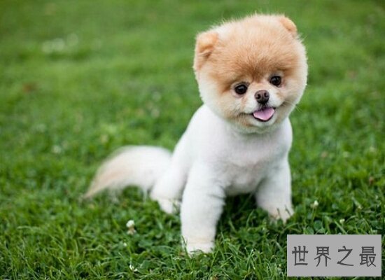 【图】最适宜家里饲养的小型犬品种排名 全都萌萌哒
