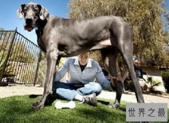 【图】世界上最大的狗“大乔治”，站立高度可达2.2米