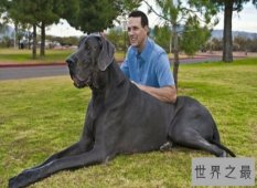 【图】世界上最大的狗“大乔治”，站立高度可达2.2米