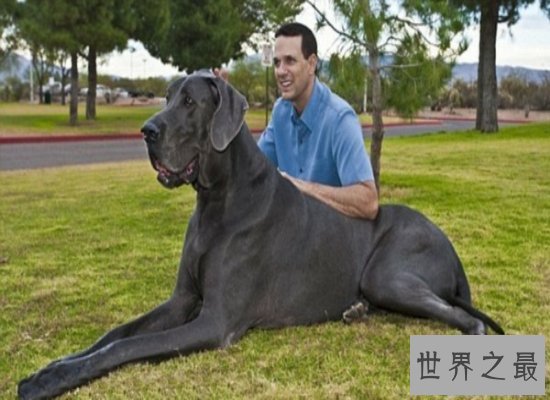 【图】世界上最大的狗“大乔治”，站立高度可达2.2米