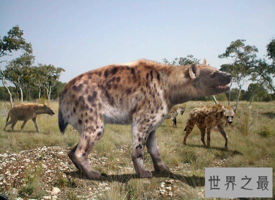 【图】世界上最大的狗“大乔治”，站立高度可达2.2米