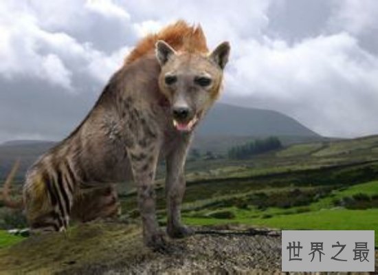 【图】世界上最大的狗“大乔治”，站立高度可达2.2米