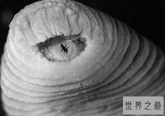 【图】最恐惧的暴君水蛭，长达7m一口吞噬活人