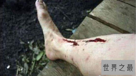 【图】最恐惧的暴君水蛭，长达7m一口吞噬活人