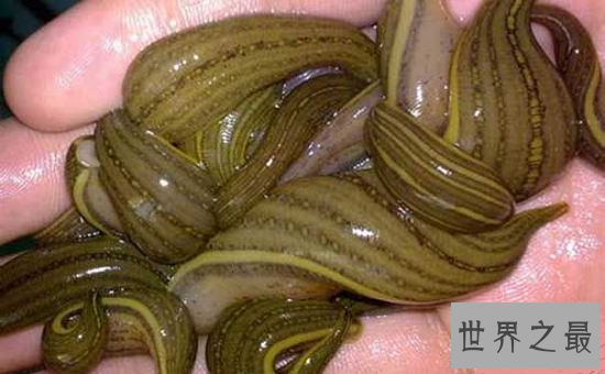 【图】最恐惧的暴君水蛭，长达7m一口吞噬活人