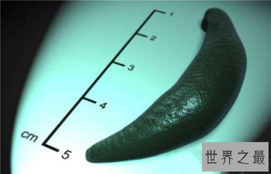 【图】最恐惧的暴君水蛭，长达7m一口吞噬活人