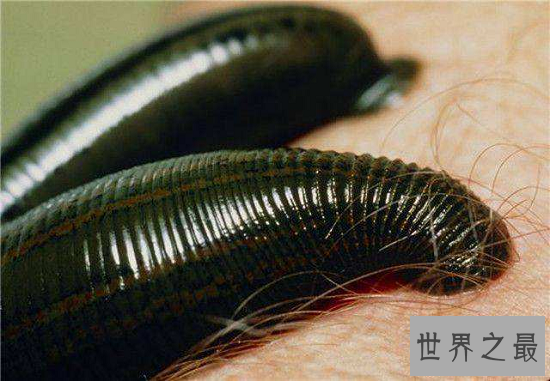 【图】最恐惧的暴君水蛭，长达7m一口吞噬活人