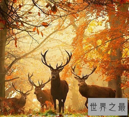 【图】长牙吸血鬼鹿面如吸血鬼 长相怪异生命濒危！