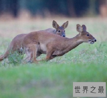 【图】长牙吸血鬼鹿面如吸血鬼 长相怪异生命濒危！