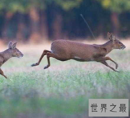【图】长牙吸血鬼鹿面如吸血鬼 长相怪异生命濒危！