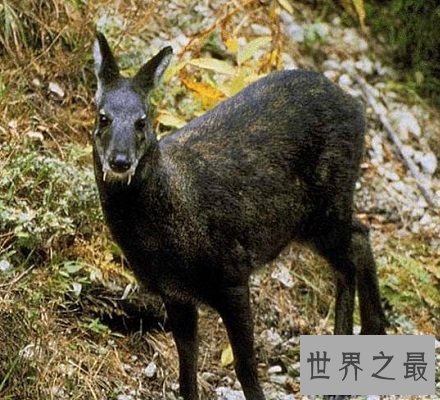 【图】长牙吸血鬼鹿面如吸血鬼 长相怪异生命濒危！