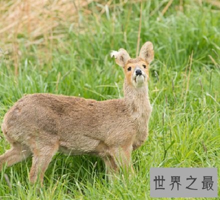 【图】长牙吸血鬼鹿面如吸血鬼 长相怪异生命濒危！