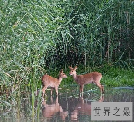【图】长牙吸血鬼鹿面如吸血鬼 长相怪异生命濒危！