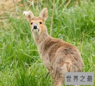 【图】长牙吸血鬼鹿面如吸血鬼 长相怪异生命濒危！