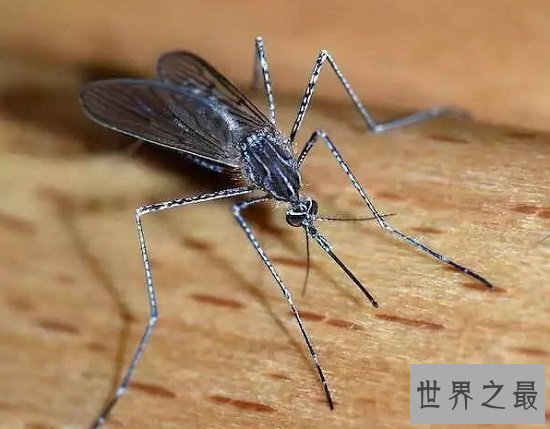 【图】最短蚊子的寿命（3~7天），心爱蚊子的励志终身
