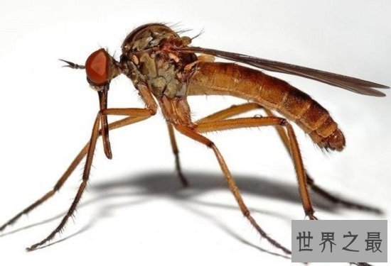 【图】最短蚊子的寿命（3~7天），心爱蚊子的励志终身