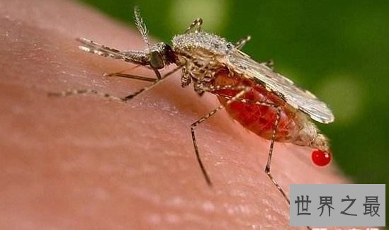 【图】最短蚊子的寿命（3~7天），心爱蚊子的励志终身