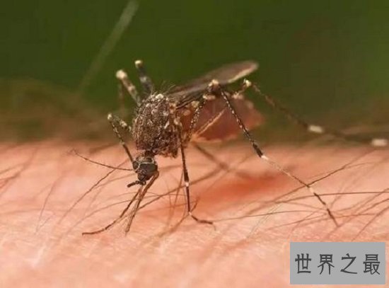 【图】最短蚊子的寿命（3~7天），心爱蚊子的励志终身