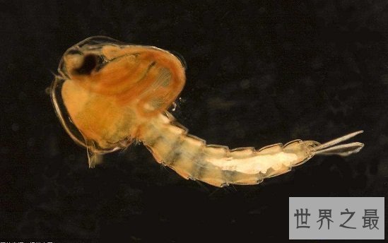 【图】最短蚊子的寿命（3~7天），心爱蚊子的励志终身