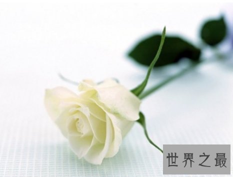 【图】玫瑰不同支数的含义不知道你还敢送玫瑰