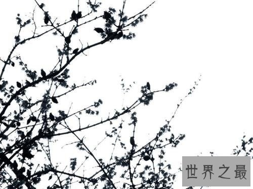 【图】带给你王冕的材料和他的梅花，这会让你愈加了