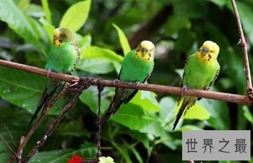 【图】虎皮鹦鹉怎样分公母 小编通知你这些技巧