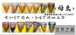【图】虎皮鹦鹉怎么分公母 小编告诉你这些技巧