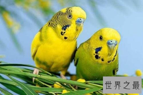 【图】虎皮鹦鹉怎样分公母 小编通知你这些技巧