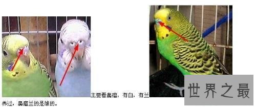 【图】虎皮鹦鹉怎样分公母 小编通知你这些技巧