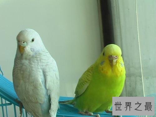 【图】虎皮鹦鹉怎样分公母 小编通知你这些技巧