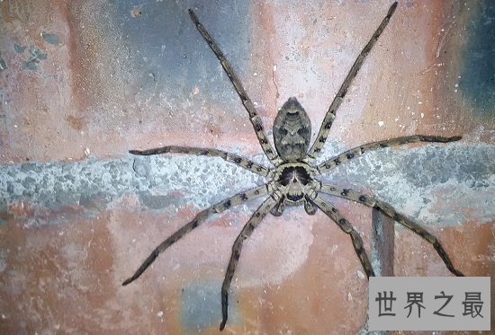 【图】室内最大白额高脚蛛，团灭蟑螂小能手