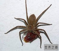 【图】室内最大白额高脚蛛，团灭蟑螂小能手