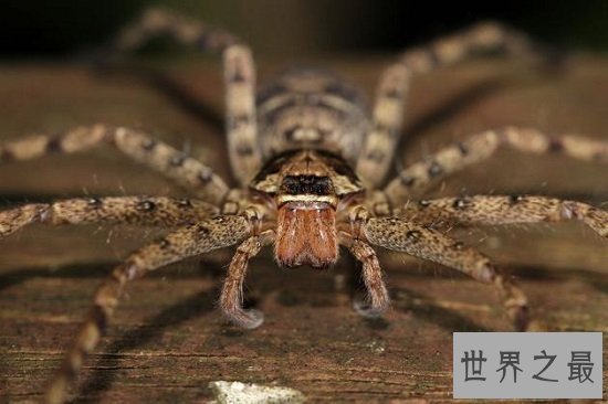 【图】室内最大白额高脚蛛，团灭蟑螂小能手