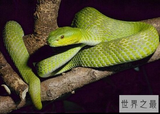 【图】竹叶青蛇最怕雄黄酒，和白娘子传奇里面的白蛇