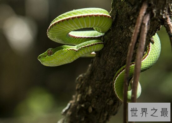 【图】竹叶青蛇最怕雄黄酒，和白娘子传奇里面的白蛇