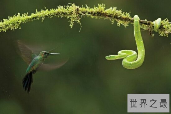 【图】竹叶青蛇最怕雄黄酒，和白娘子传奇里面的白蛇